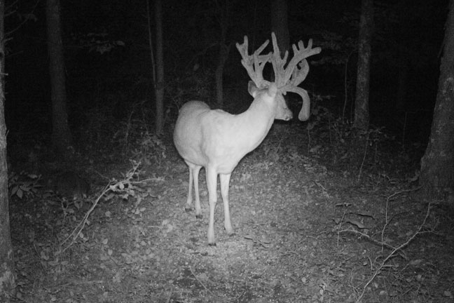 Are Your Trail Cameras Helping or Hurting?