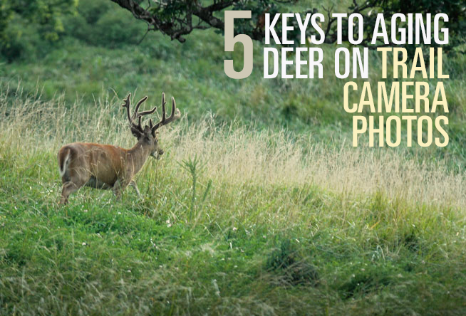 5 Keys to Aging Deer on Trail Cam Photos