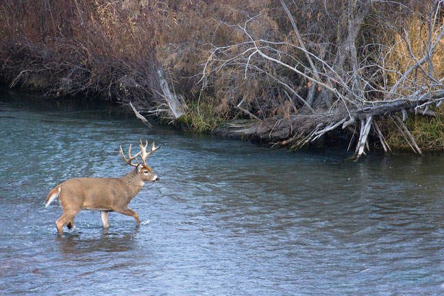 How to Identify and Hunt Deer Crossings