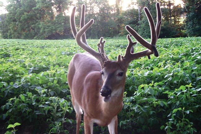 Zach Singler's 203-Inch 'Out of Nowhere' Buck