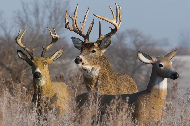 Have You Tried to Decoy in Gun Season?