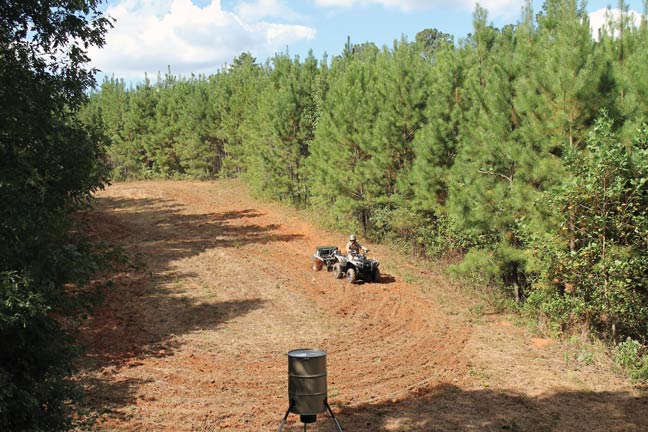 Use Food Plots for Success in the Pines