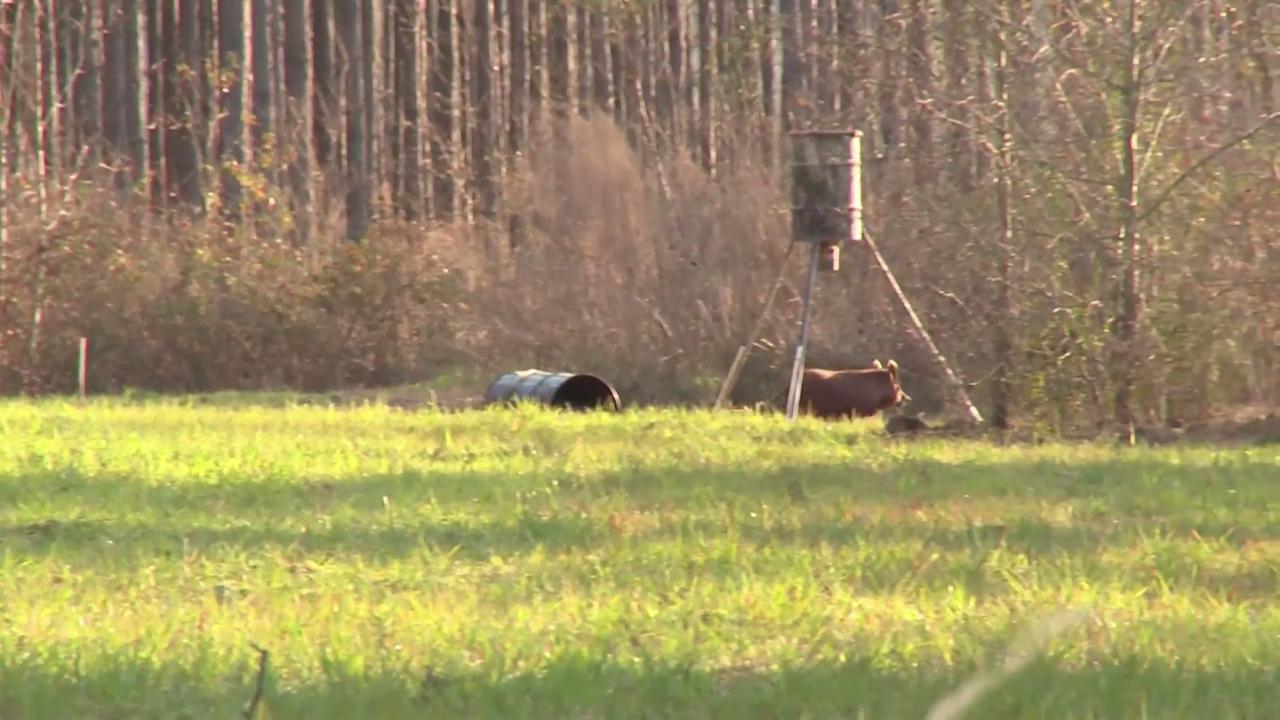 Targeting Wild Hogs in Georgia