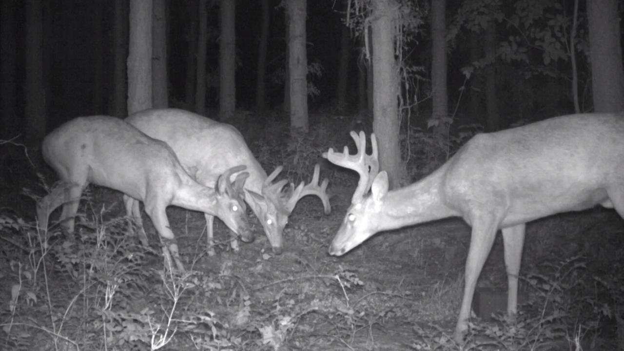 Deer Factory: Trail Cam Survey Methods