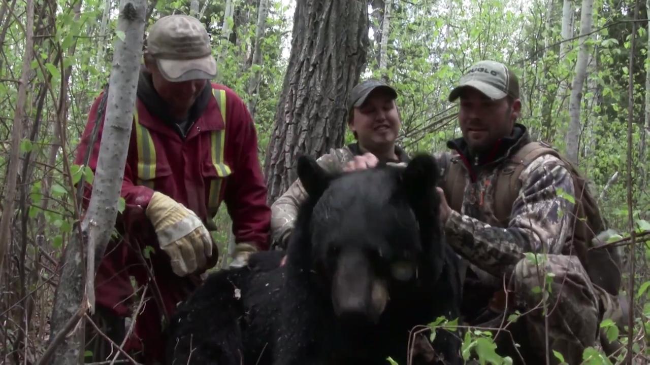 Black Bear Predator Hunt