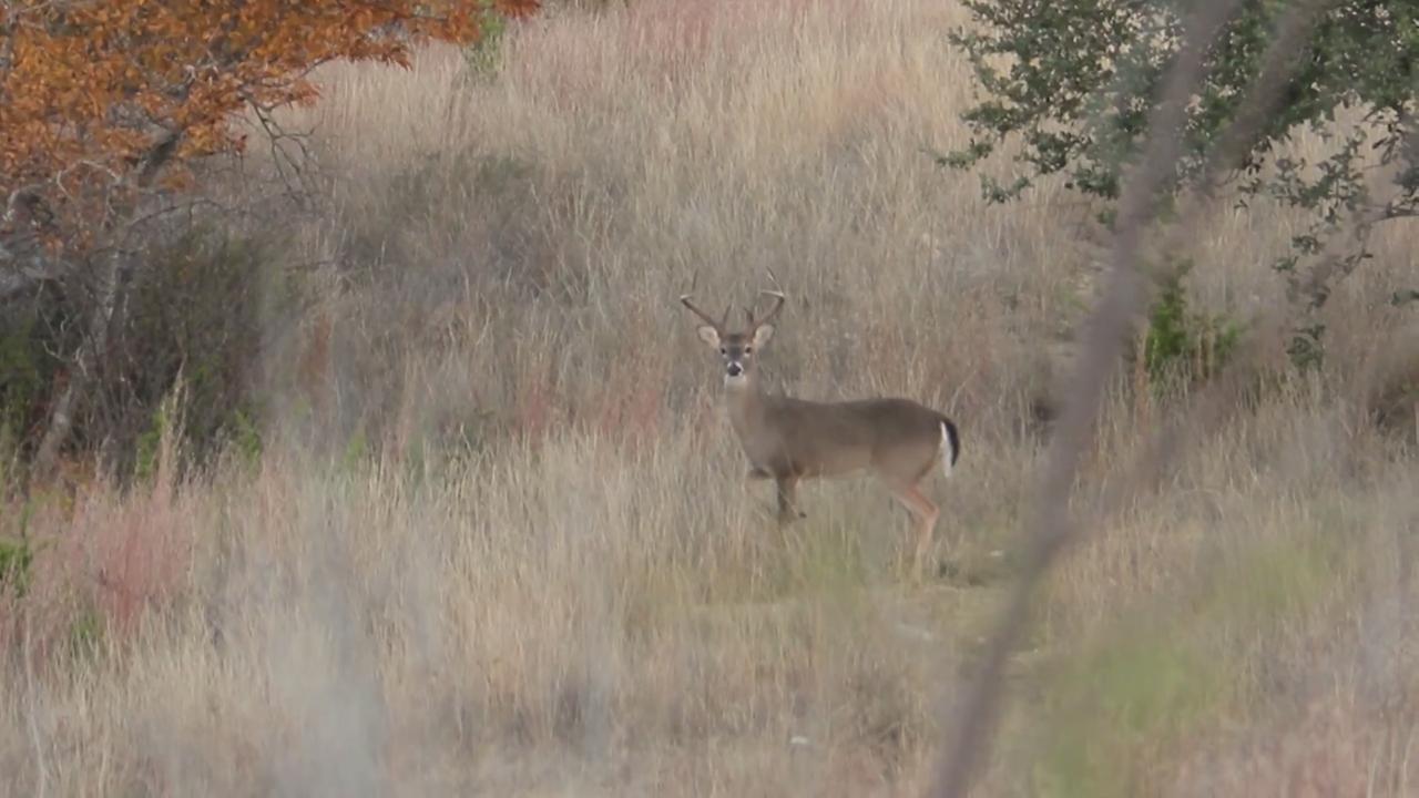 Putting a New Spin on an Old Whitetail Hunt