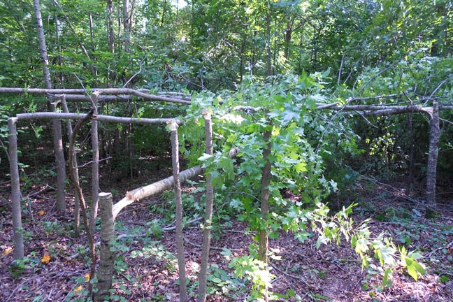A Guide to Food Plot Alternatives