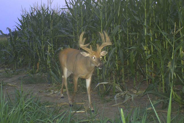 Top Four Summer Trail Cam Locations