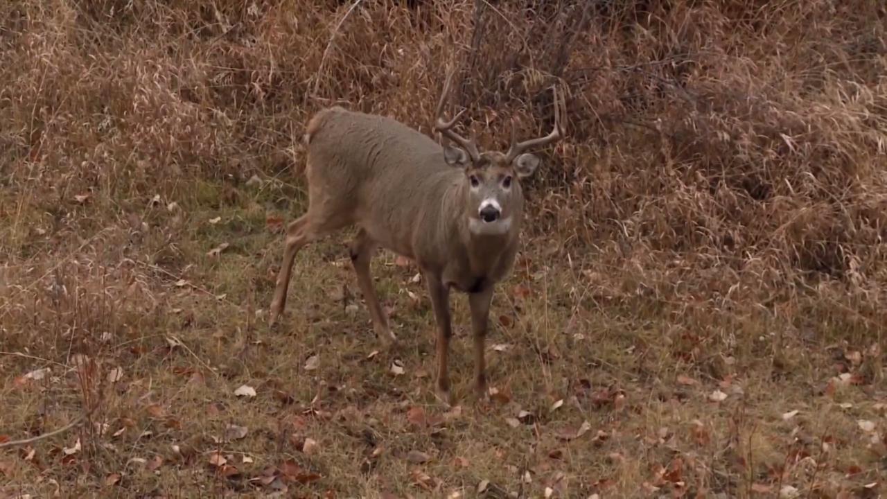 Dr. Deer: Hunting Spot Ruined?