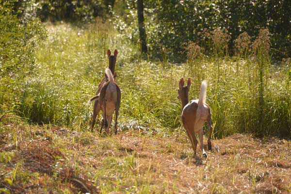Scent Control: 3 Effective Steps for Deer Hunting