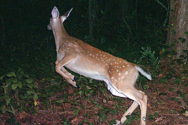 Part 2: Lessons Learned from the 2016 Deer Rut