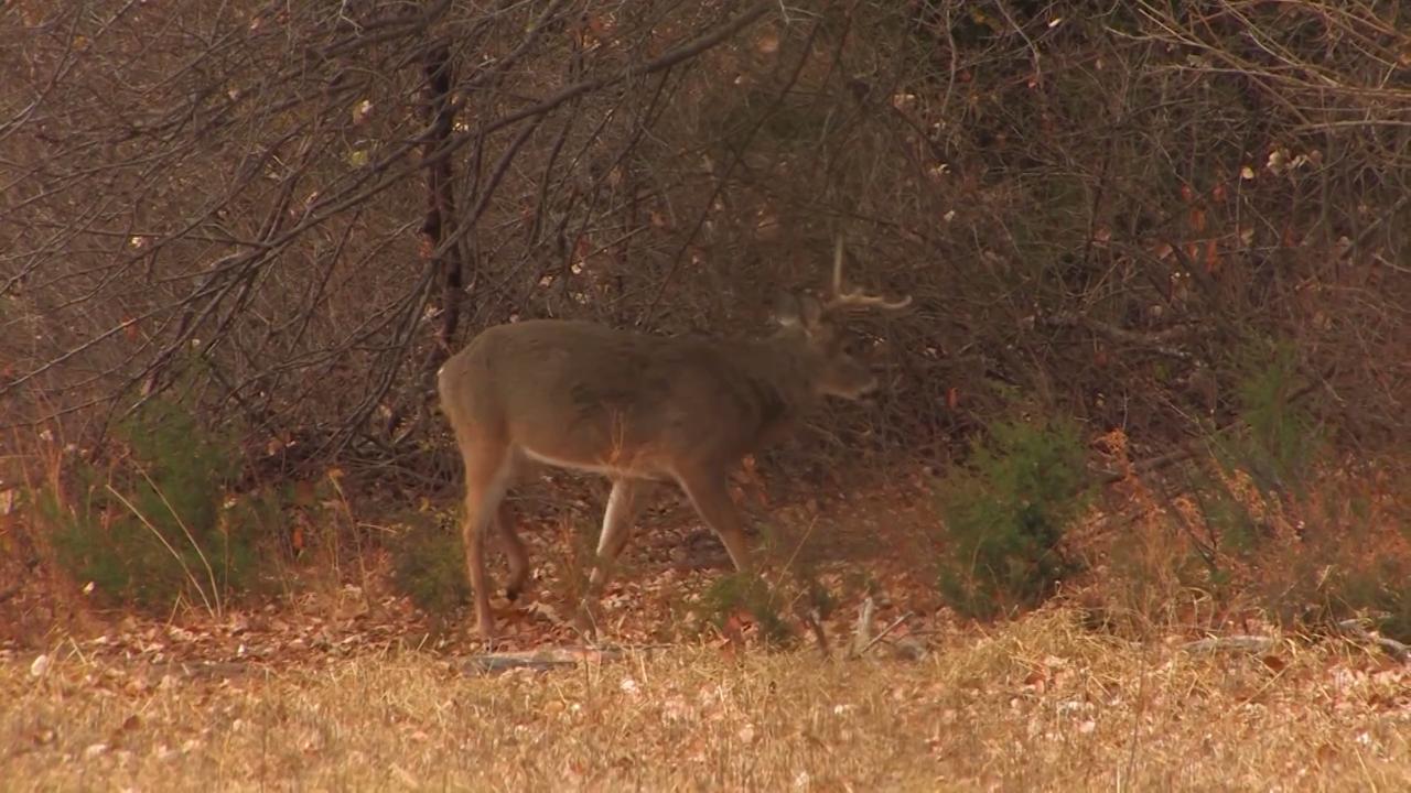 Dr. Deer: What is a Management Buck?