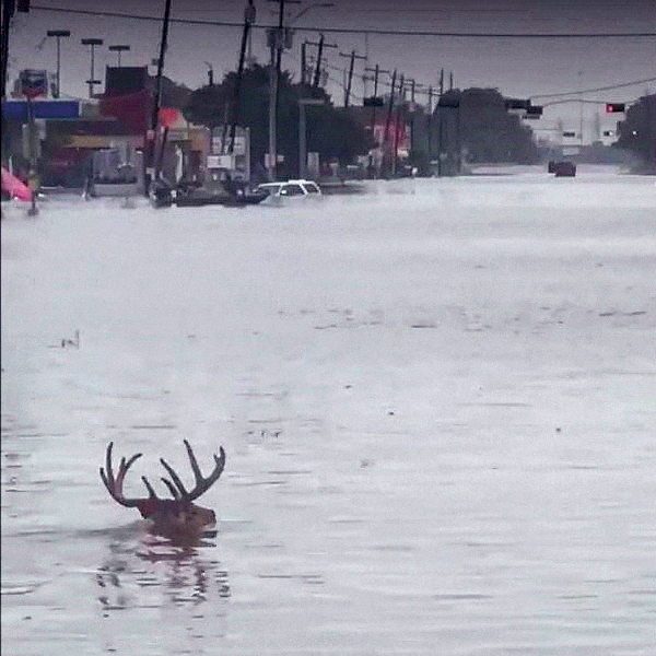 Texas Whitetails Riding Out Hurricane Harvey