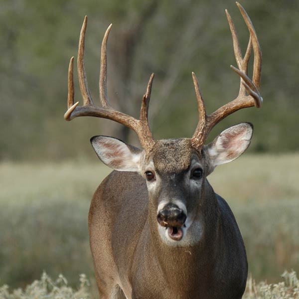 Facts About Deer Vision and How It Can Help Us Succeed - North American  Whitetail